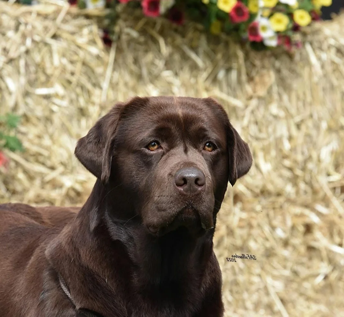 The Color Genetics of Labradors — Labrador Puppies & Stud Dogs ...