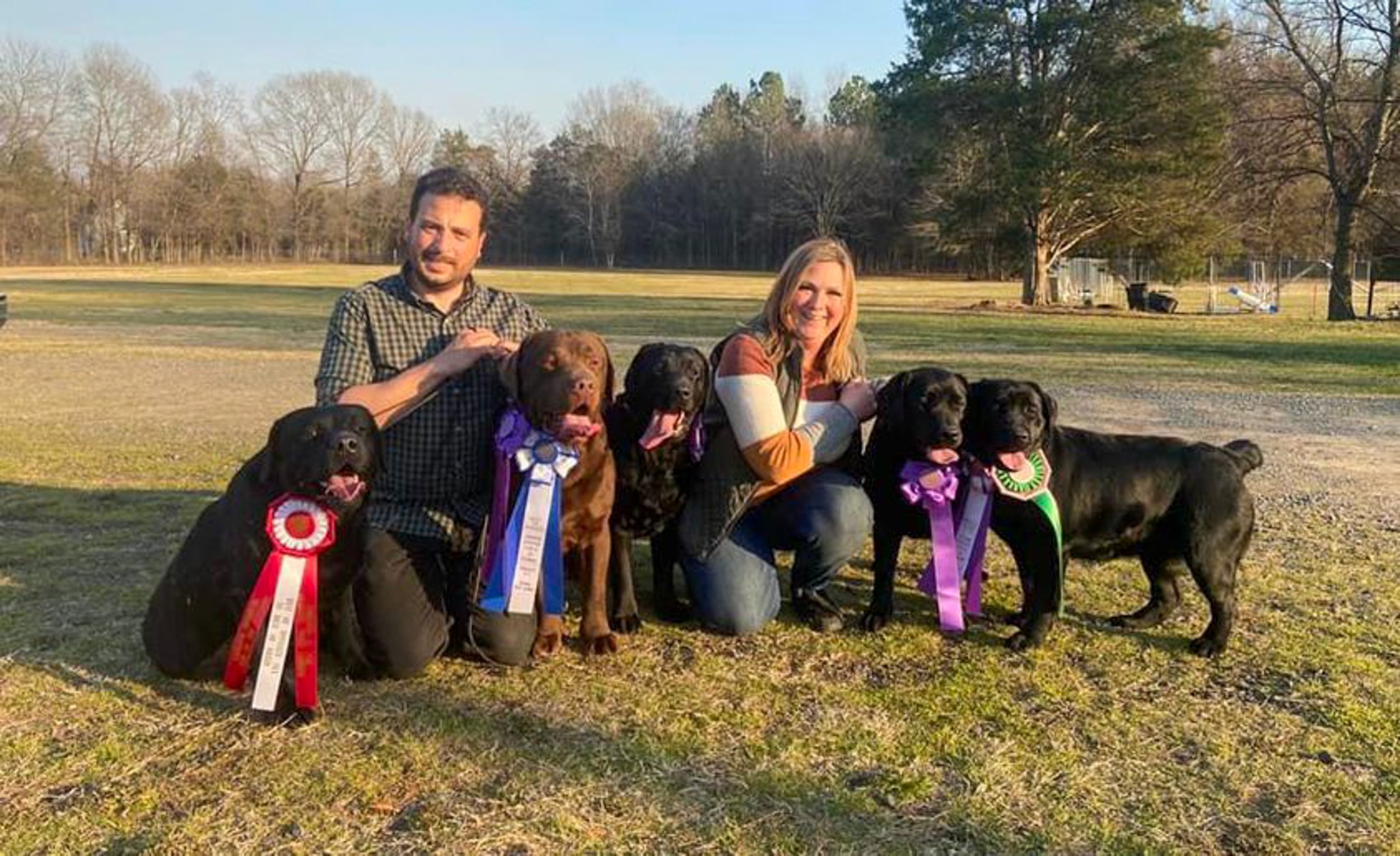 CH Gallivant Joyful Jester Gallivant Chocolate Labrador Stud Dog