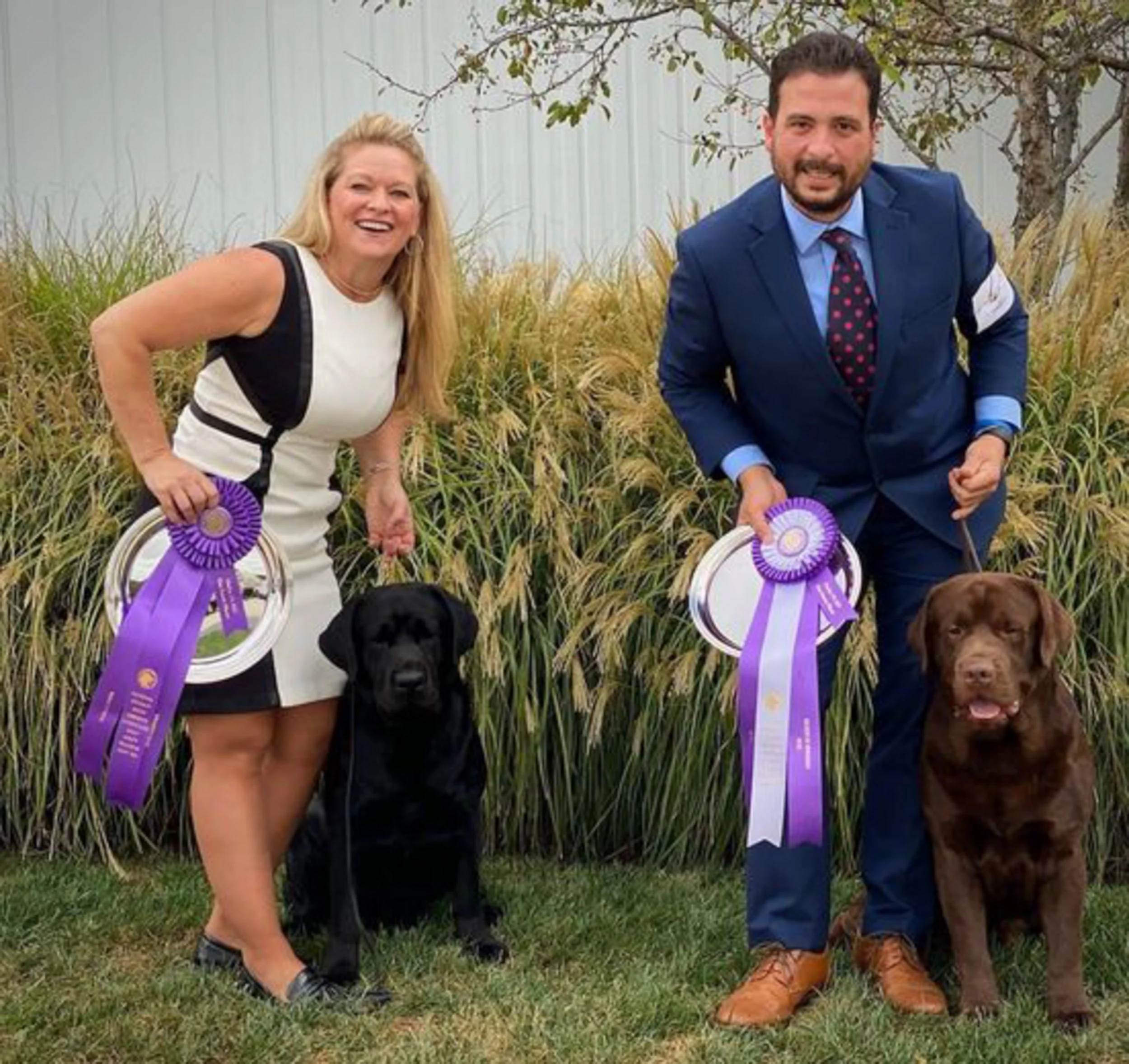 CH Gallivant Joyful Jester Gallivant Chocolate Labrador Stud Dog