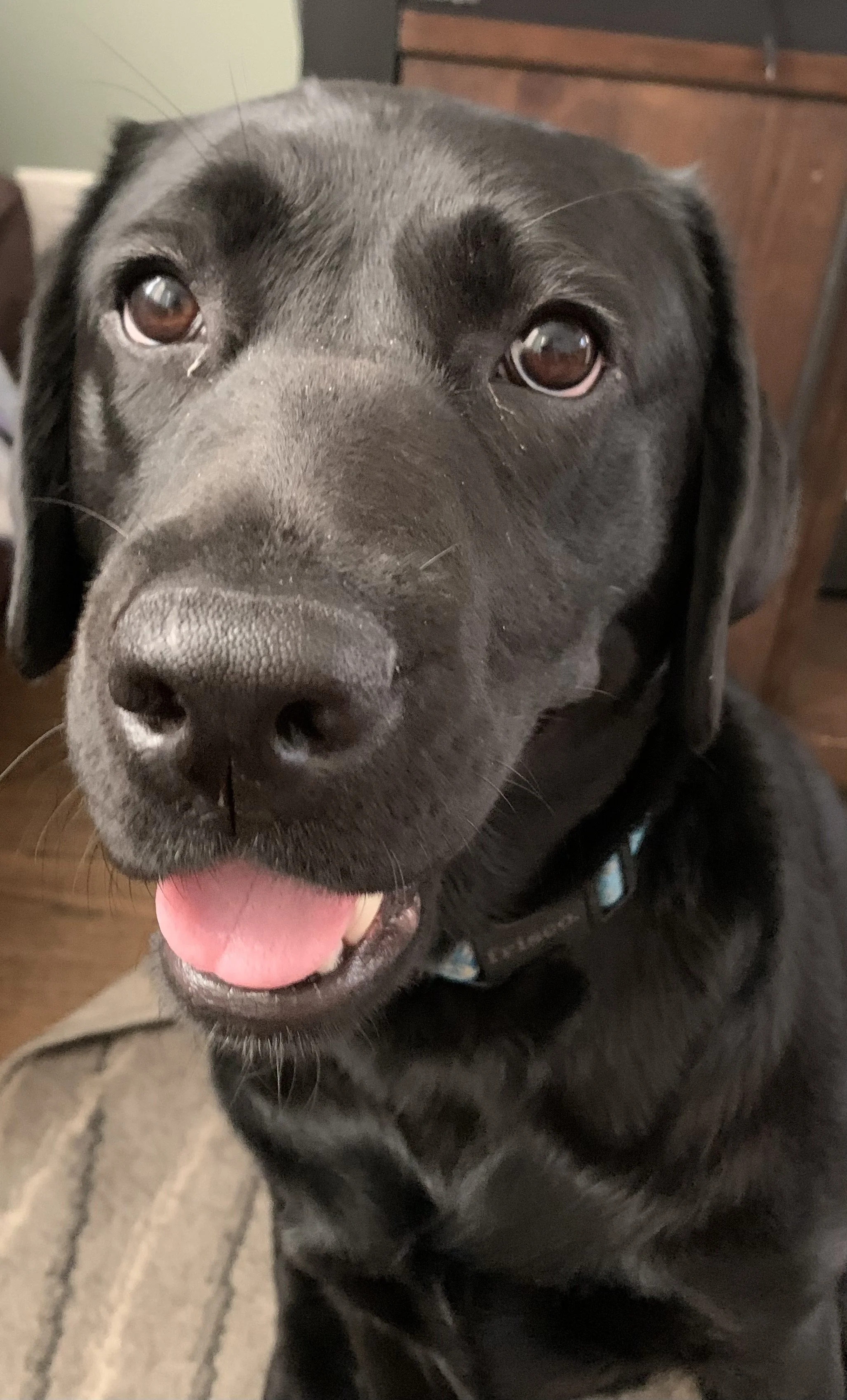 Close-up of a happy black Labrador Retriever with brown eyes, tongue out, and wearing a collar, sitting indoors.