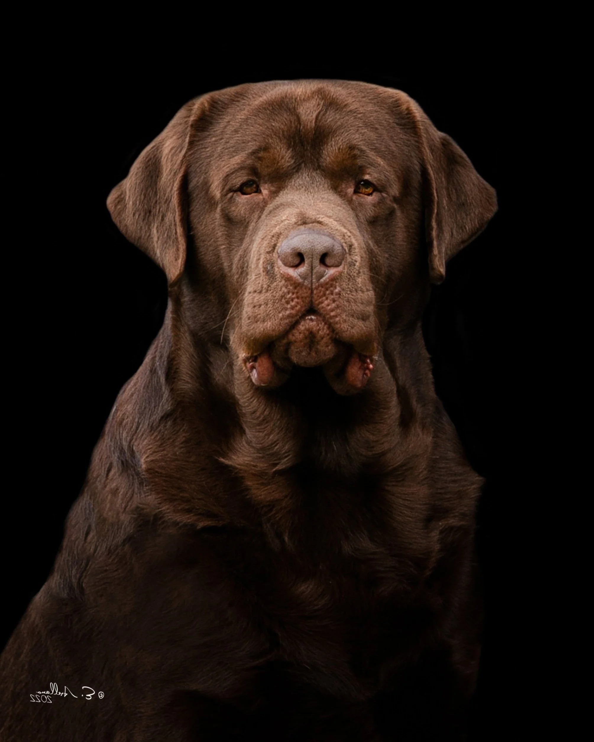 CH Gallivant Joyful Jester Gallivant Chocolate Labrador Stud Dog