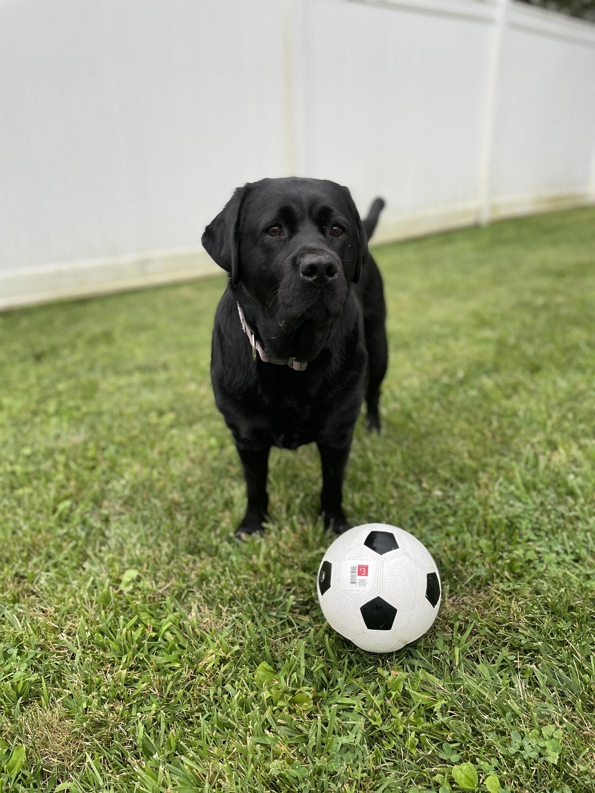 A black dog standing on green grass with a white and black soccer ball in front of it.