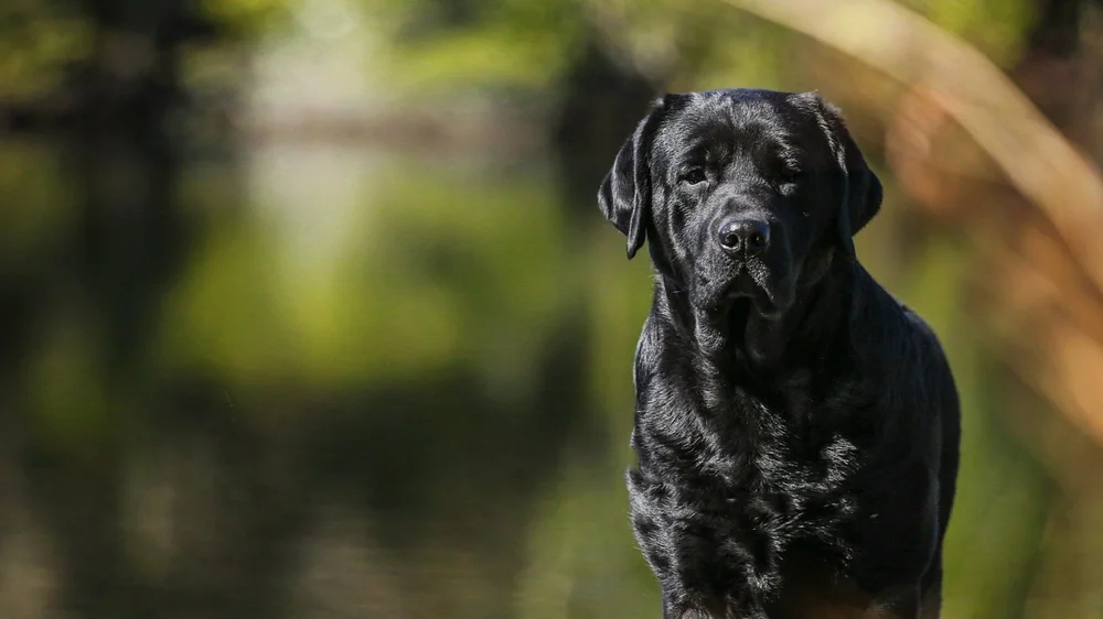 Available Lab Puppies for Sale Gallivant Labradors — Labrador Puppies