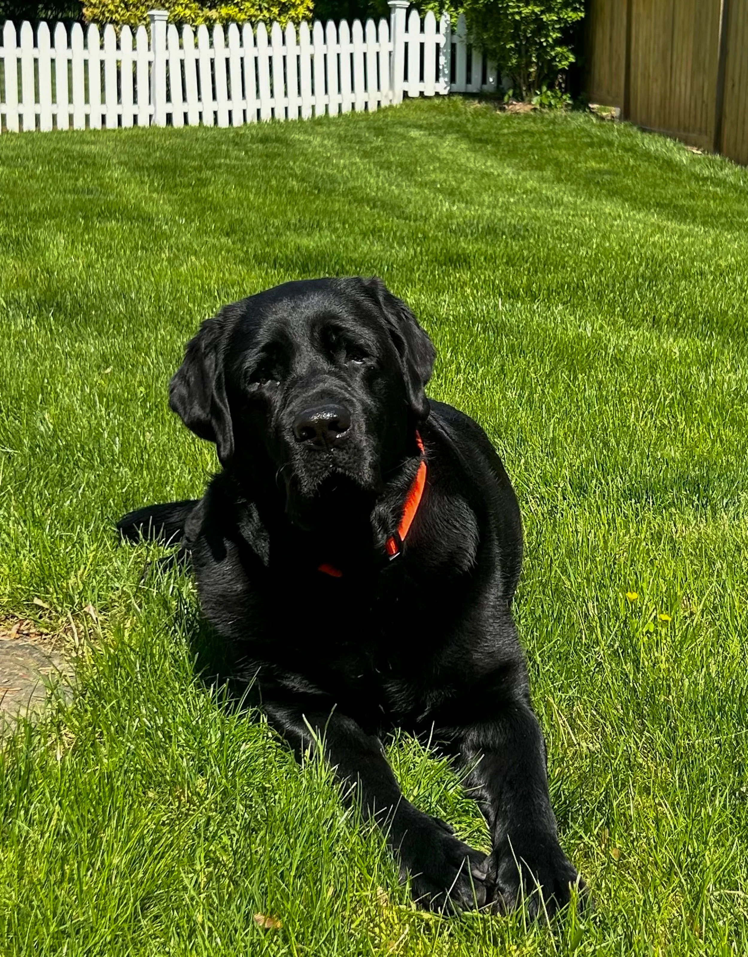 A black Labrador Retriever dog lying on green grass in a backyard with a white picket fence and trees in the background.