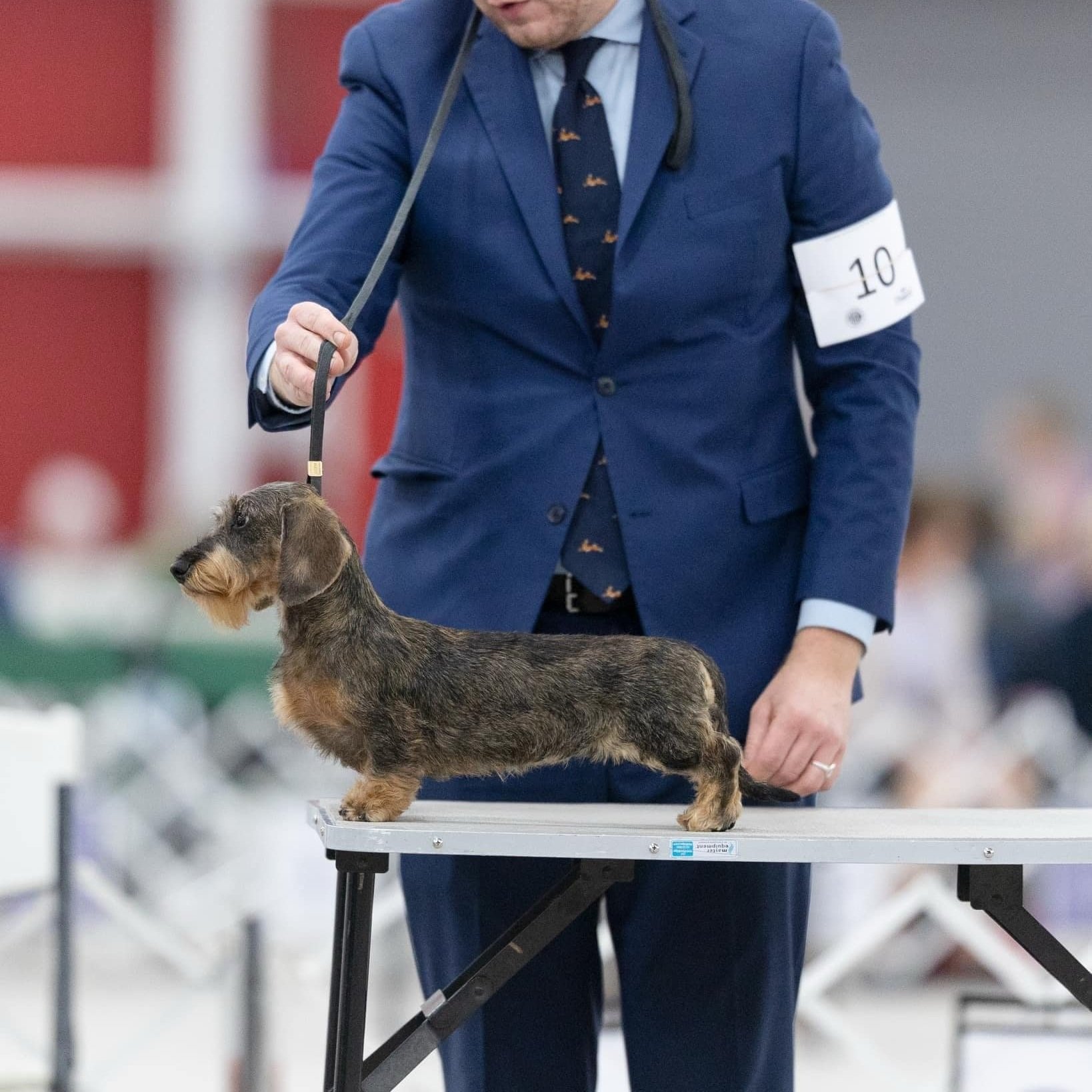 A person in a blue suit handling a dachshund at a dog show, standing on a table with a number 10 arm band.