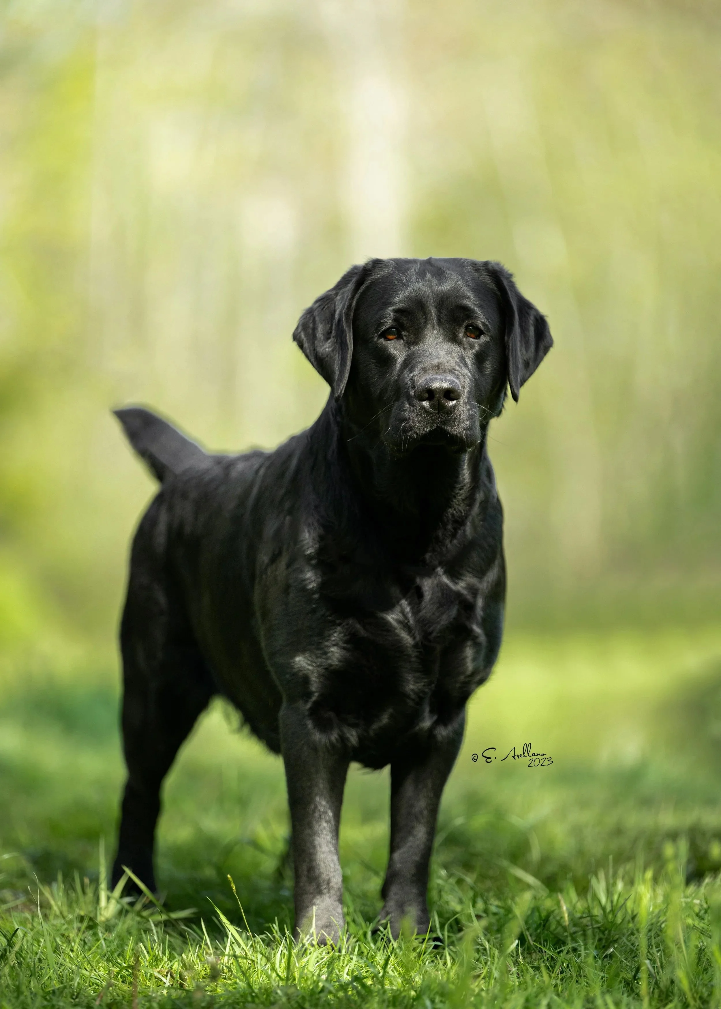 A black Labrador retriever standing outdoors on green grass with a blurred natural background.
