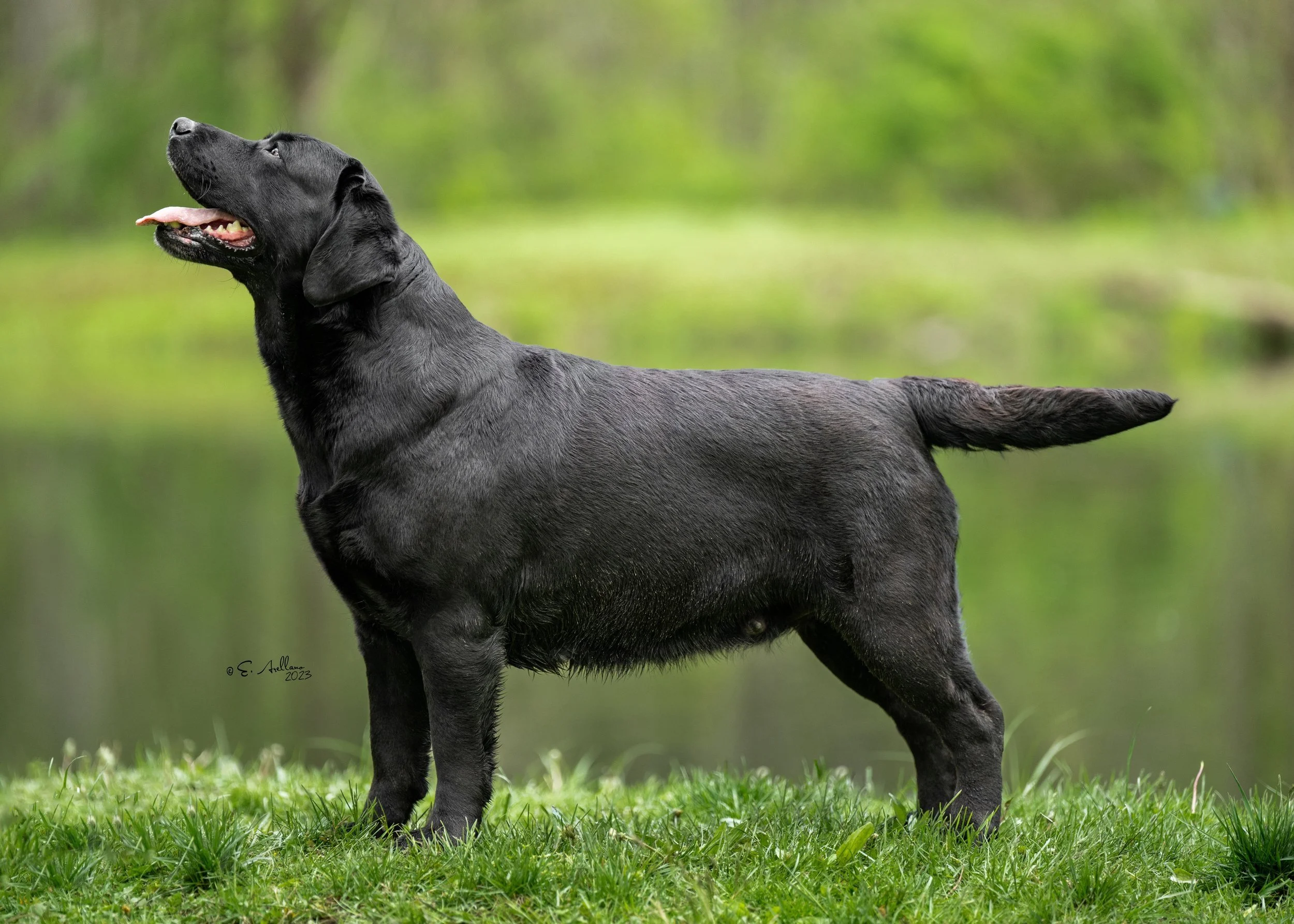 A black Labrador Retriever dog standing outdoors on green grass with a blurred natural background of trees and water.