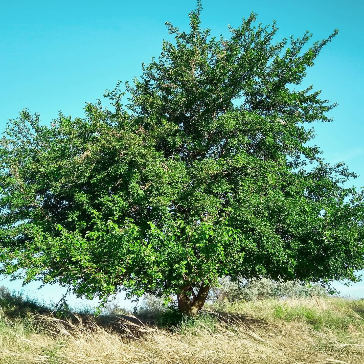 The Oak tree is one of the most loved trees in the world, and with good reason. It's a symbol of strength, morale, resistance and knowledge. ... Oak is often associated with honor, nobility, and wisdom as well, thanks to its size and longevity. Imagi