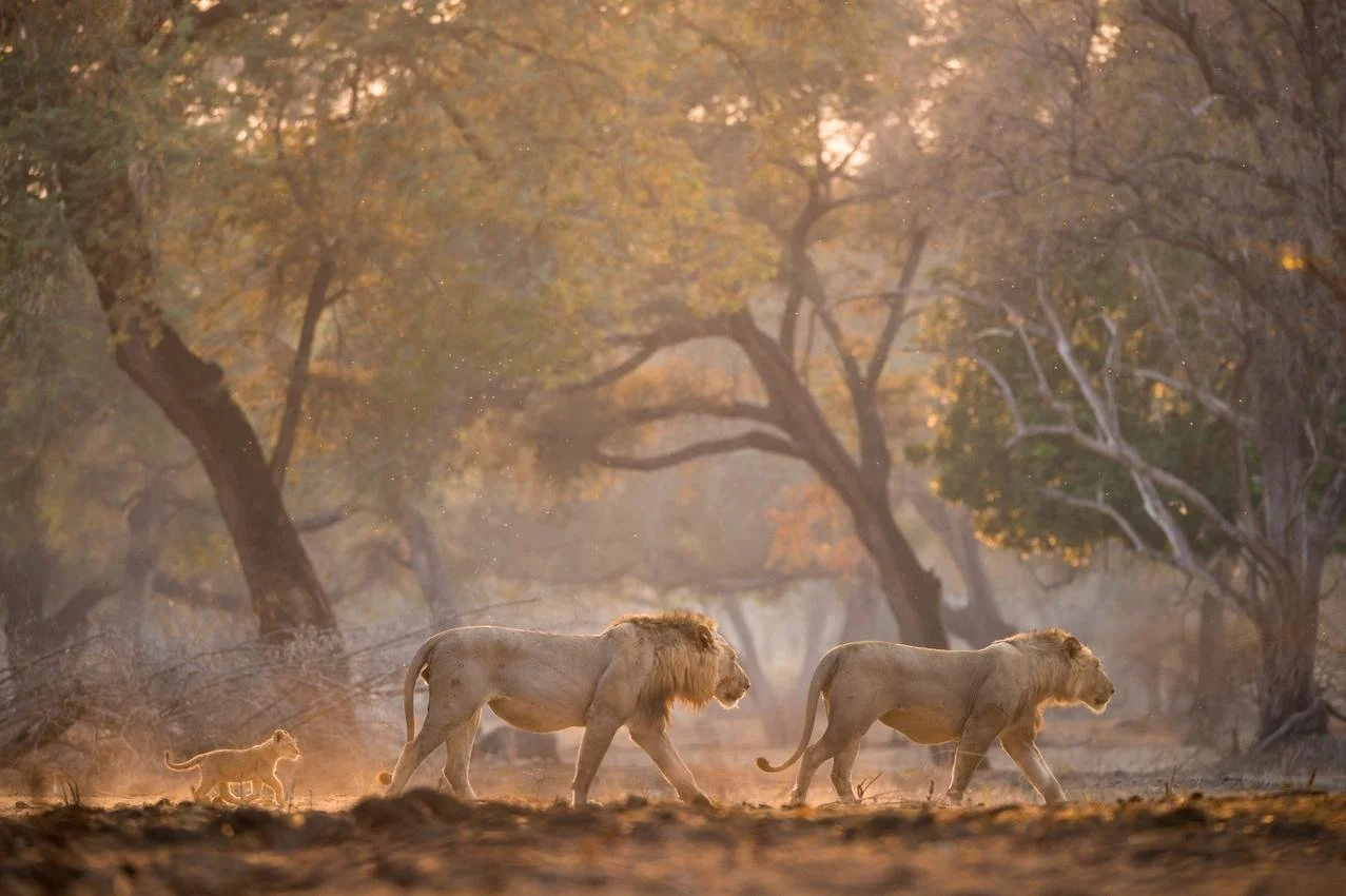A pride of three lions, including two adult males and a lioness, walking across the dry savannah at sunset with a backdrop of large trees with autumn leaves.