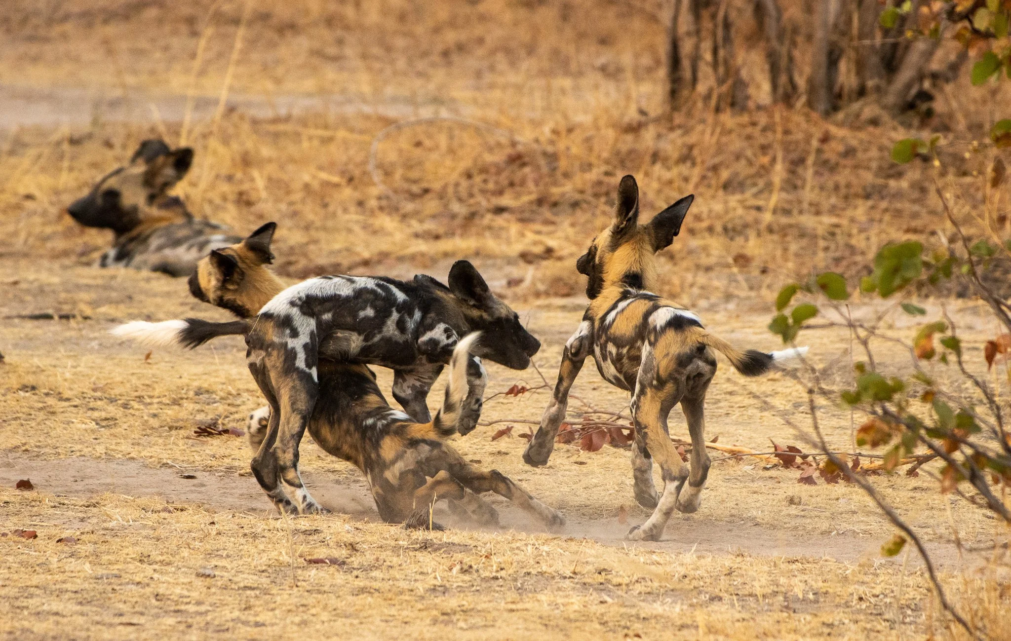 Africa Wild Dog pups at play