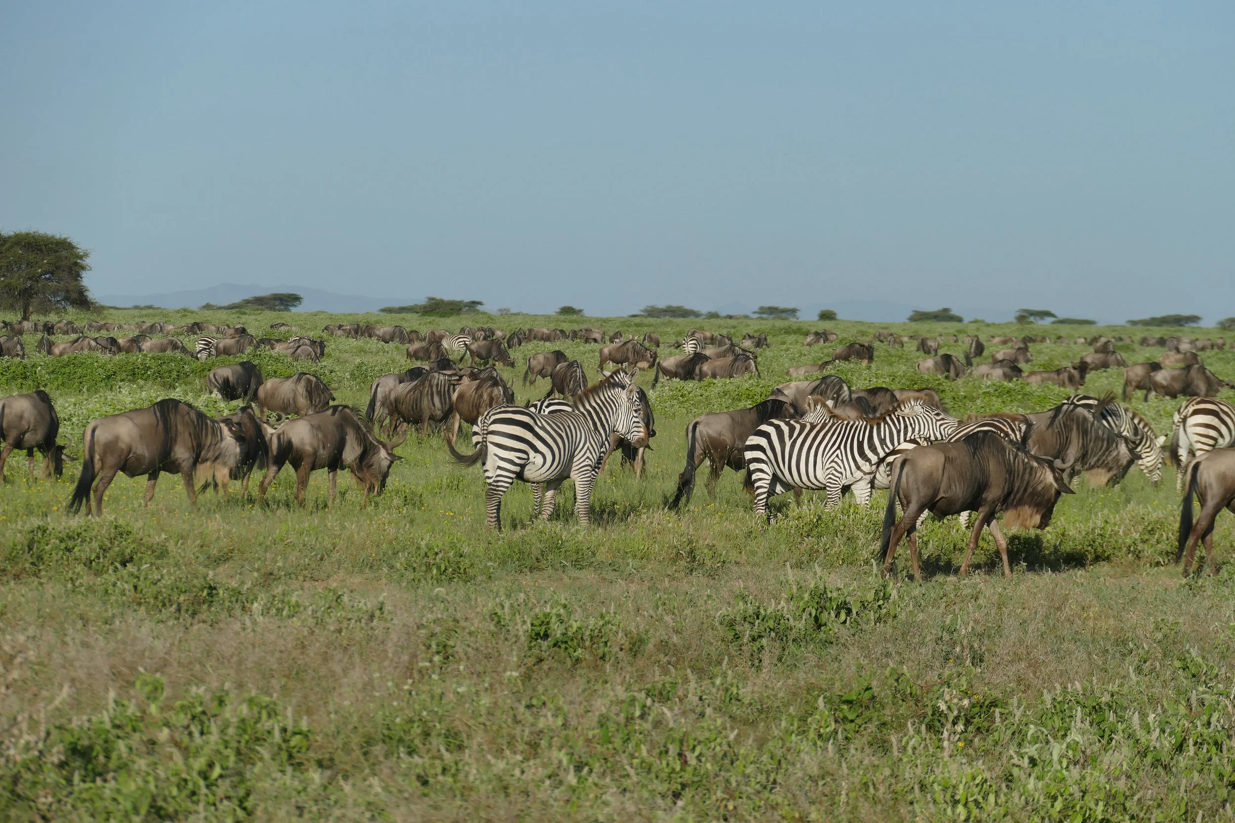 A vast savannah filled with a herd of zebras and wildebeests grazing under a clear blue sky.