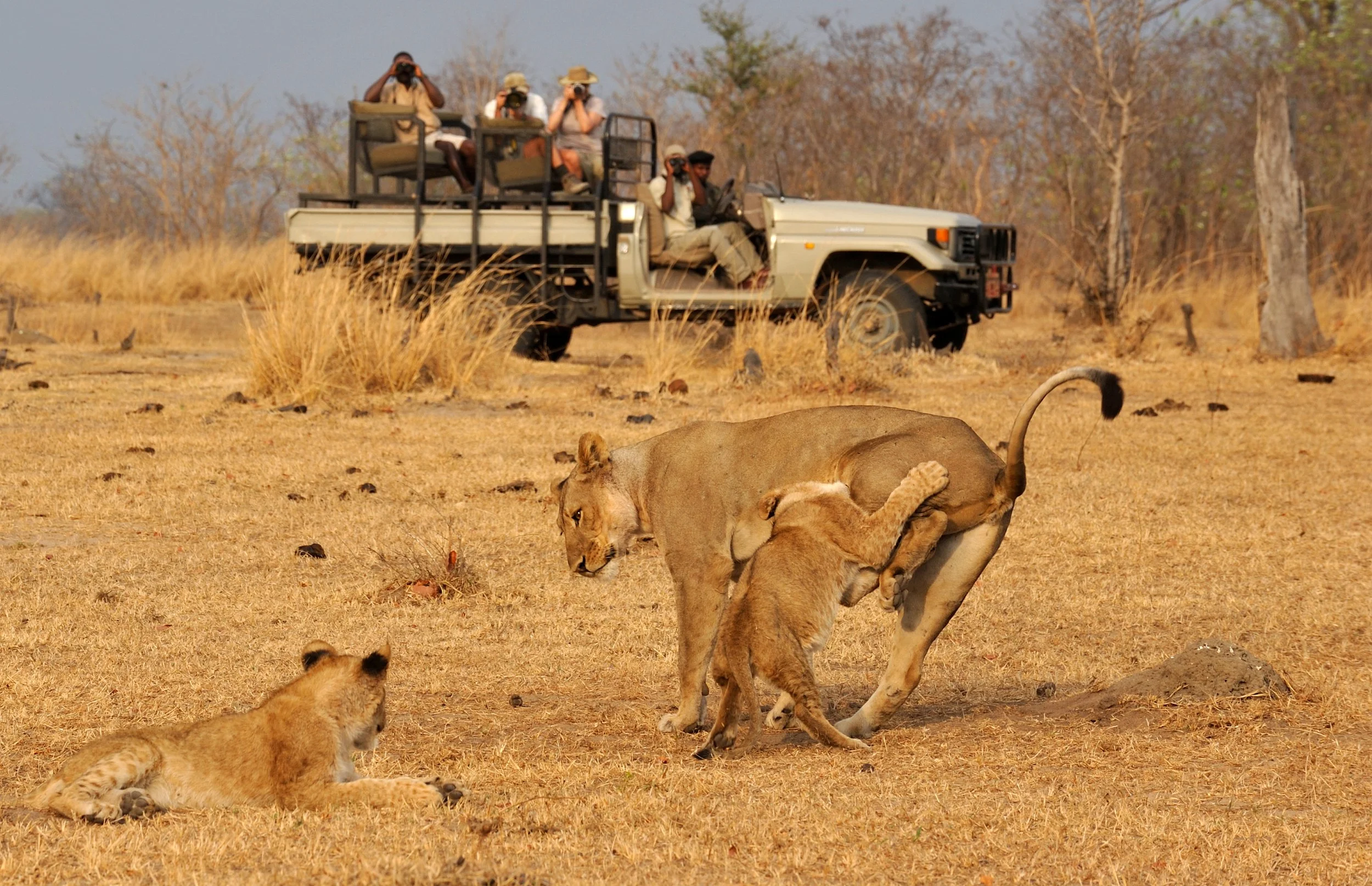 Remote Africa Safaris Game Drive