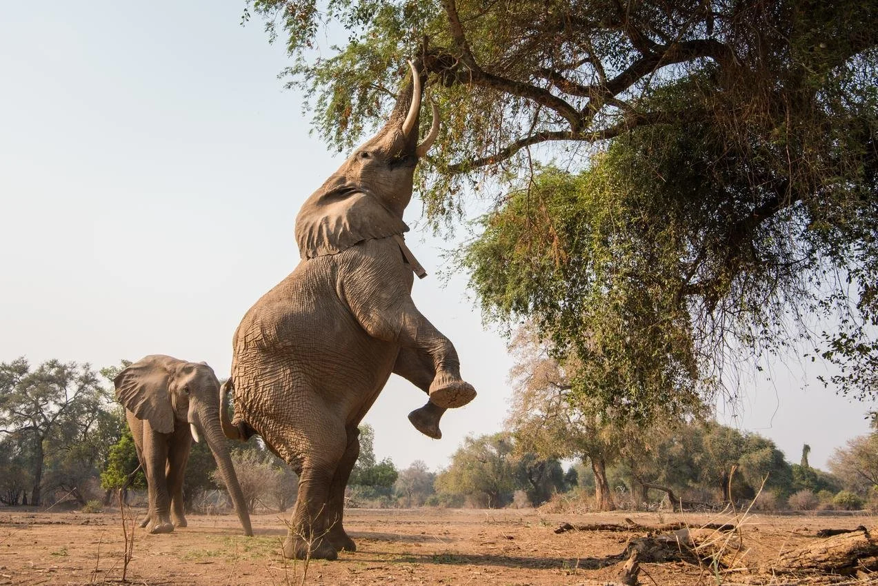An adult elephant is standing on its hind legs, reaching up to eat leaves from a tree in a savannah landscape, with a younger elephant nearby and other trees in the background.