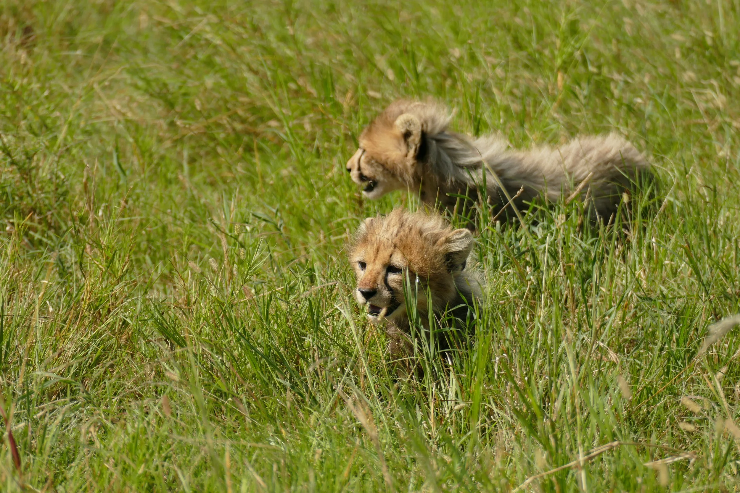 Two lion cubs sitting and lying on a grassy field, one cub in the foreground with mouth slightly open and one in the background with mouth open, both surrounded by tall green grass.