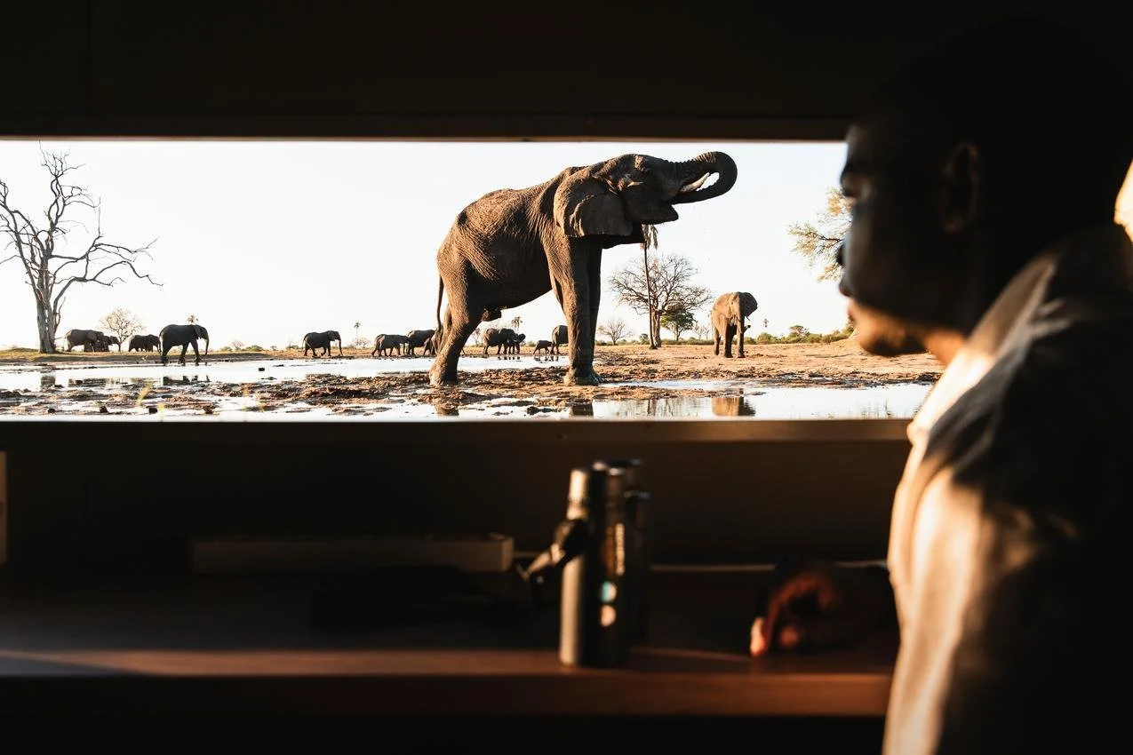 A person observing elephants through a window with one elephant playing with its trunk at a waterhole in a savannah landscape.