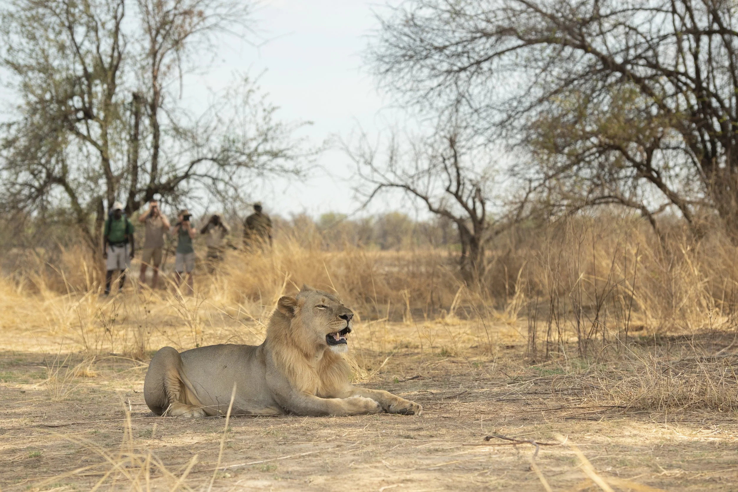 Walking amongst wild lions