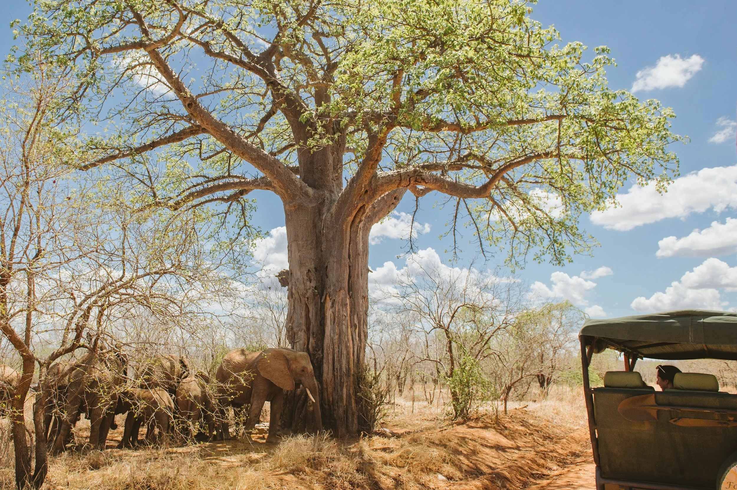 Ruaha_Foxes_CaseyPratt_LoveAfrica-4169.jpg
