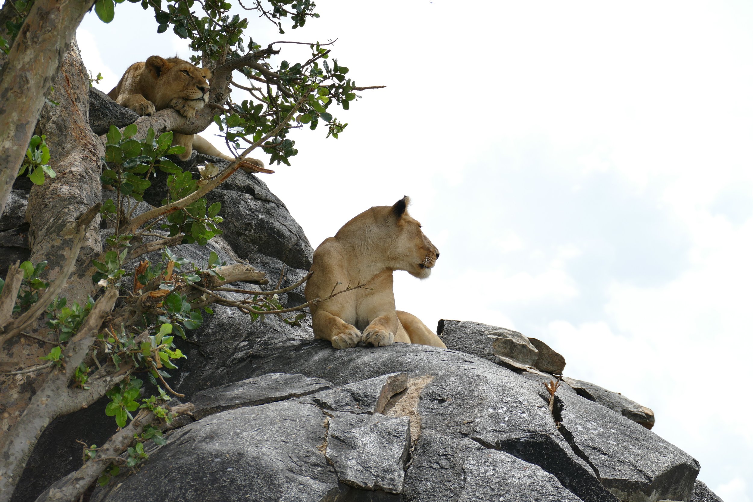 A scenic landscape featuring a large body of turquoise water with green hills and mountain ranges in the background under a cloudy sky.