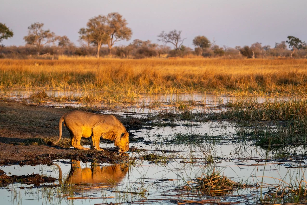 Linyanti 08-19 -141.jpg