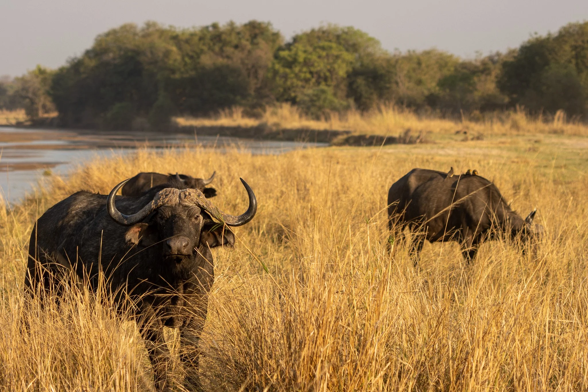 A herd of wildebeest grazing in tall yellow grass near a river, with trees in the background.