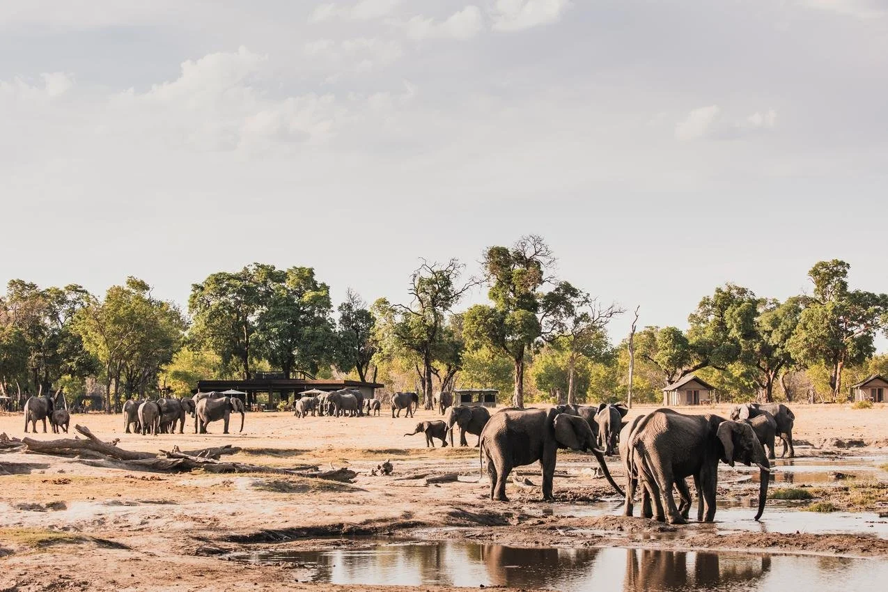 A herd of elephants near water in a dry landscape with trees and small huts in the background.