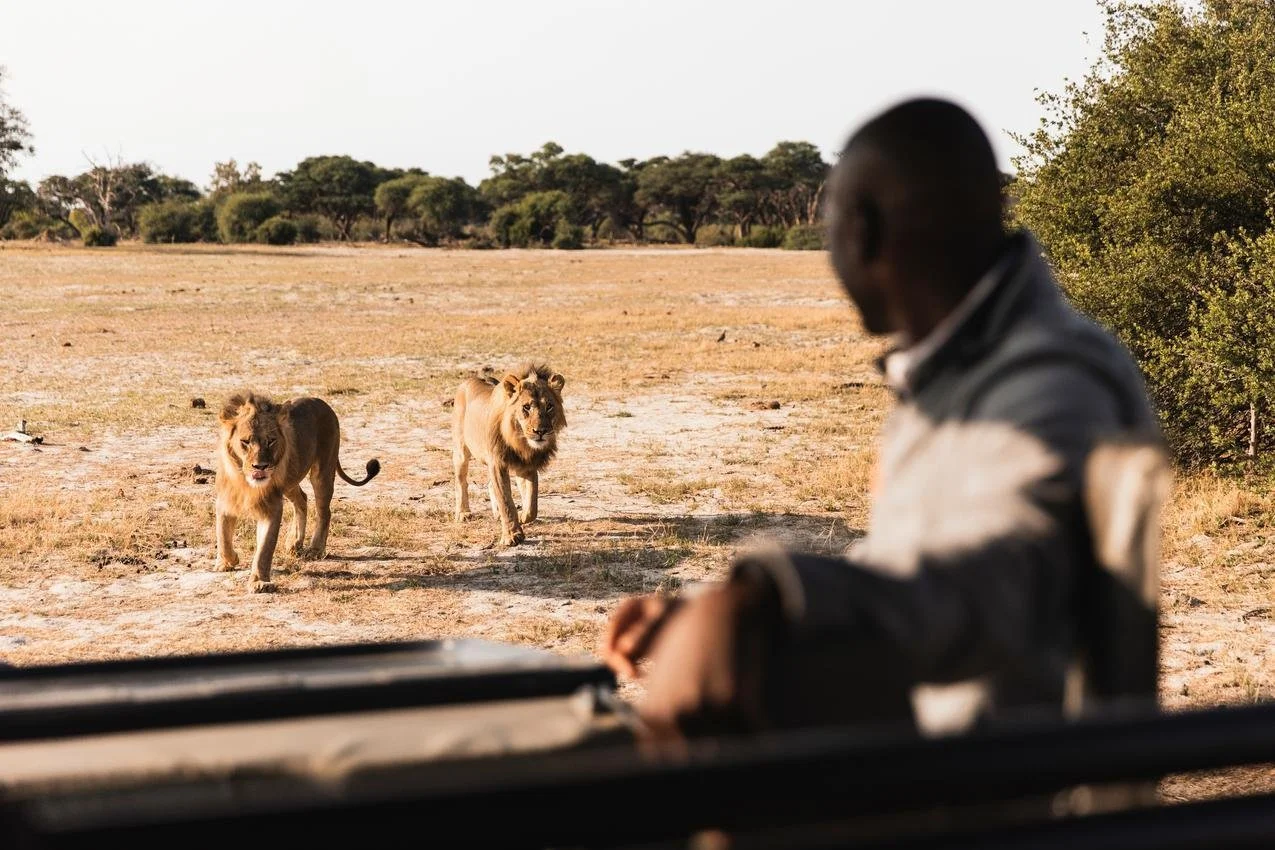 Two lions walking towards a vehicle in a safari wildlife reserve with trees in the background.