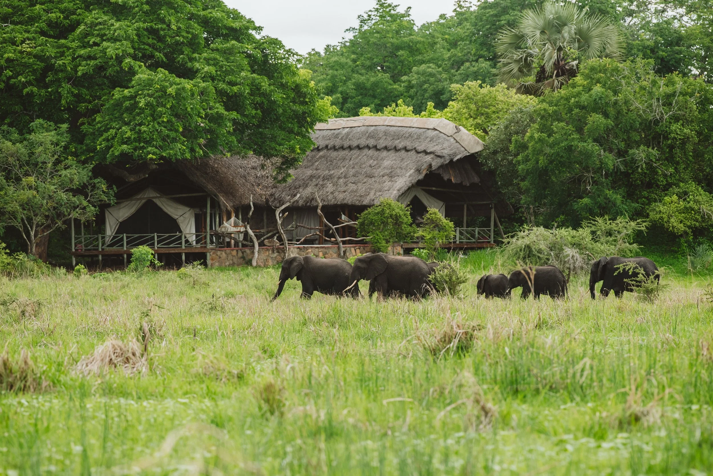 Family Suite Elephants.jpg