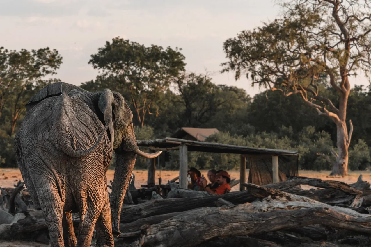An elephant standing on rocky terrain with a group of people sitting under a rustic shelter in the background, surrounded by trees.