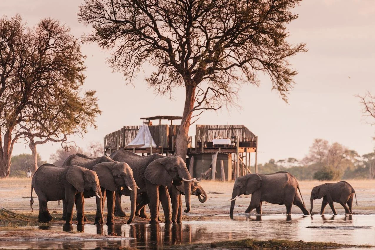Group of elephants at a watering hole in an African safari setting during sunset, with trees and a wooden viewing platform in the background.