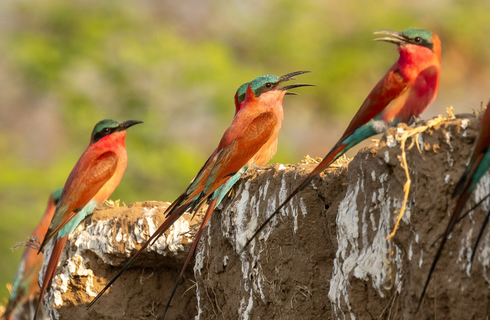 Four colorful birds perched on a rocky surface with a blurred green background