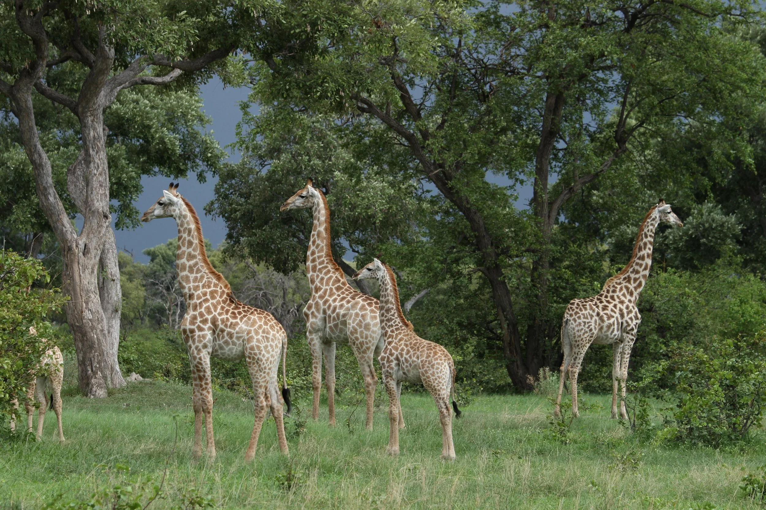 A modern house is situated on a grassy hillside with snow-capped mountains in the background and a cloudy sky overhead.