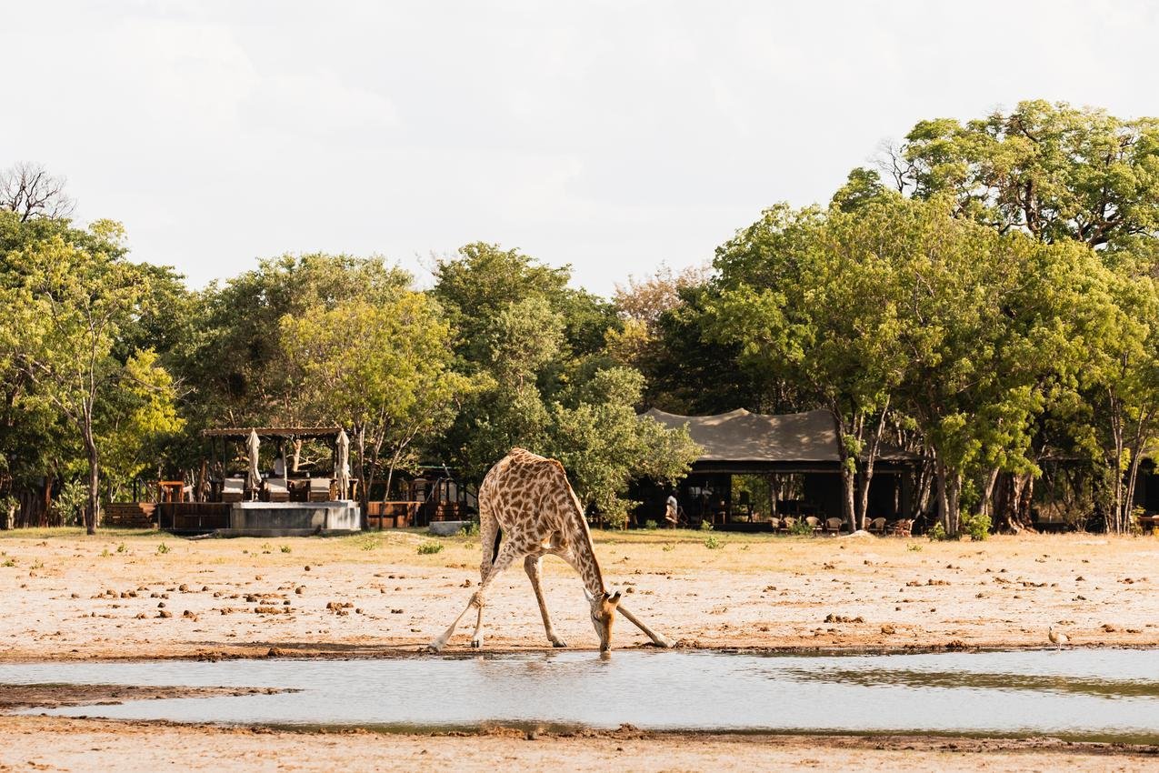 A giraffe drinking water from a river in a savannah with trees and a tented structure in the background.