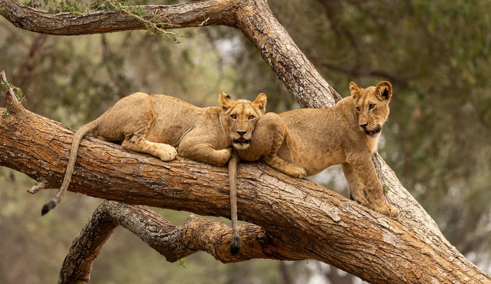 Two young lions resting on a large tree branch, surrounded by a blurred background of trees.
