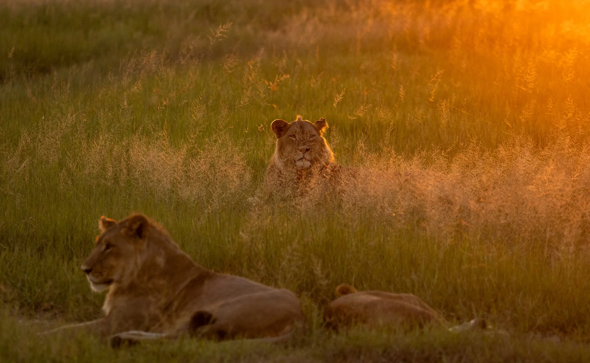 Two lions resting on the grass with a lioness watching in the background during sunset.