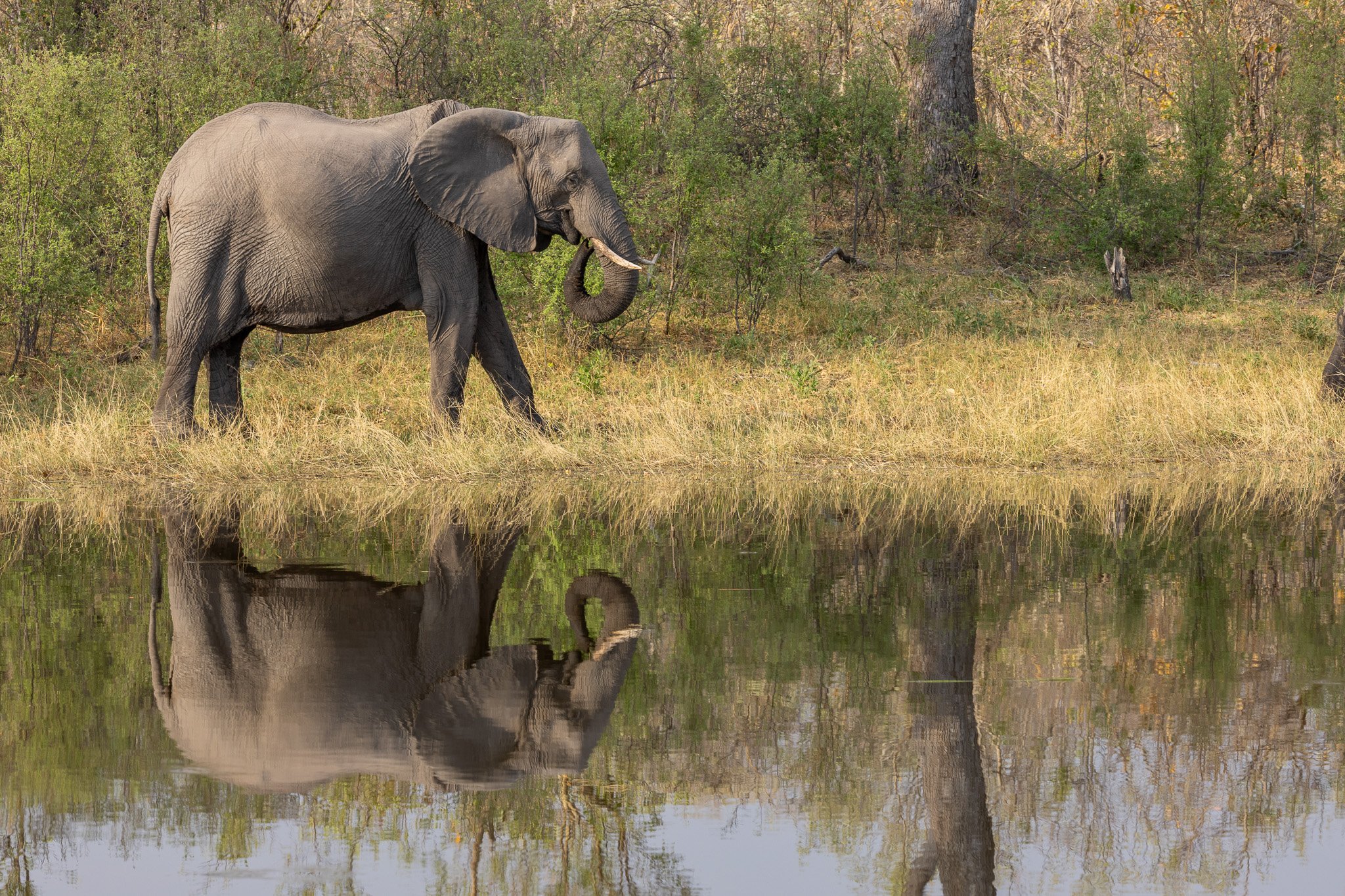 A large elephant standing by the water's edge, reflected in the calm water, with trees and bushes in the background.