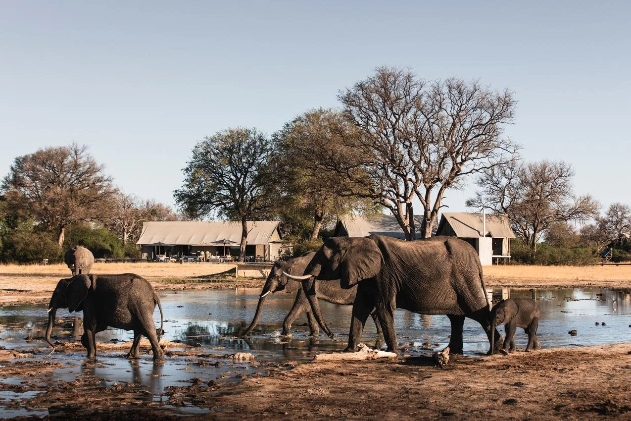 Group of elephants at a waterhole with trees and a building in the background on a clear day.