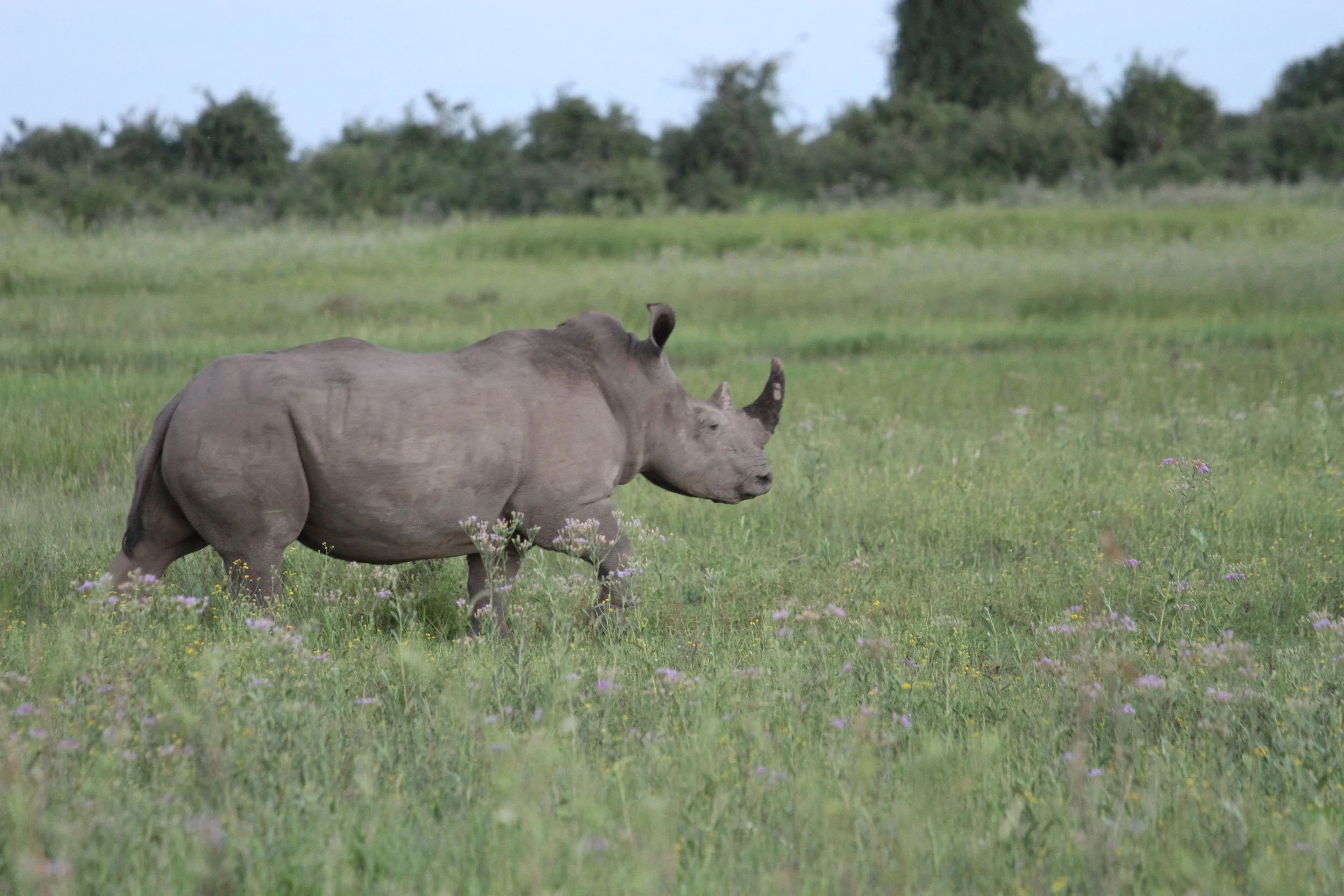 Modern building with wooden exterior and large glass window set against mountainous landscape.