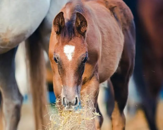 Growing Horse Nutrition