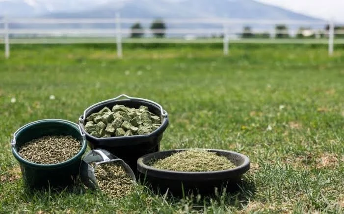 Custom Forage Based Ration