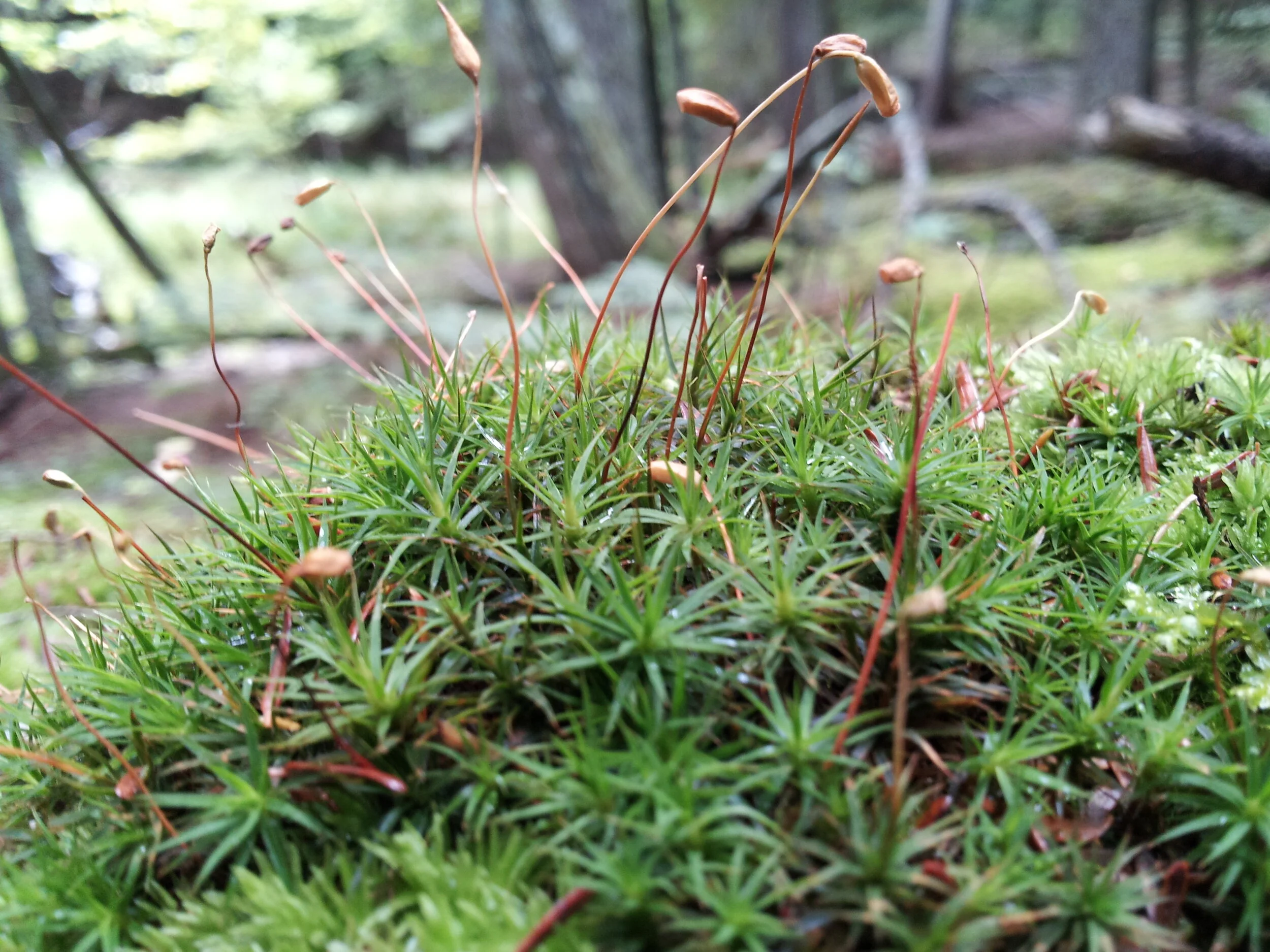 Services — Nature's Good Company, LLC