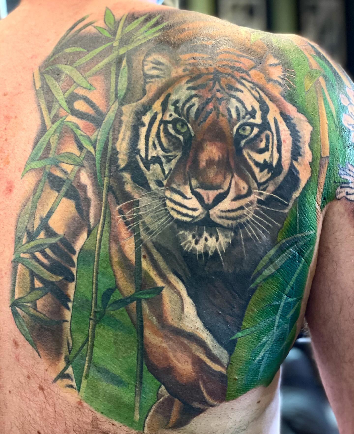 Mostly healed with a few fresh bits today. Nice to see you today @trail_hounds and thank you again for the lift in your awesome new motor xxx #tigertattoo #colourtigertattoo #colourbacktattoo