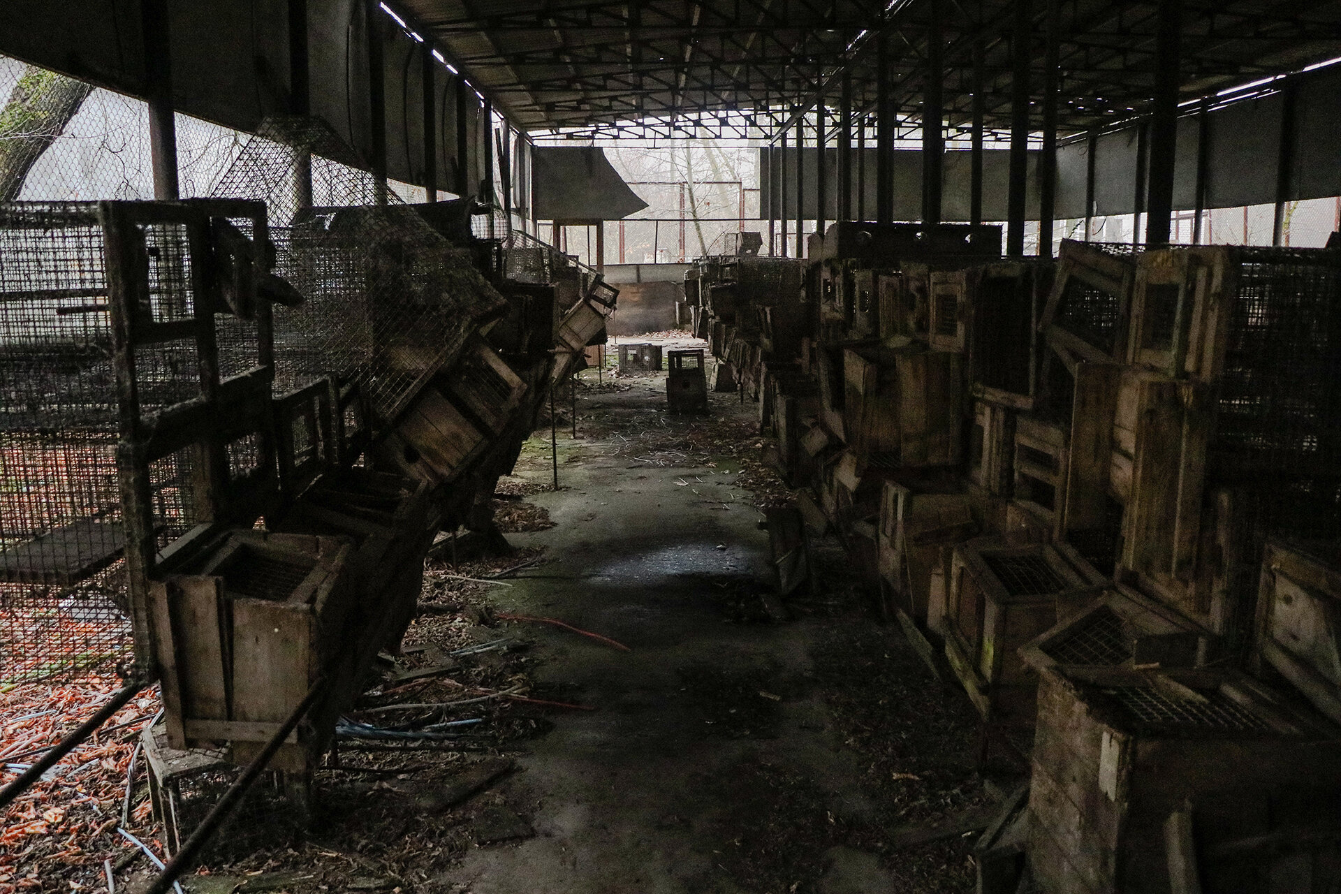 The Soviets did not fully understand the effect of radiation. They had a number of captive animals such as dogs, cats, rabbits which were used for testing to gain better understanding. It is thought that these animals escaped after the explosion and