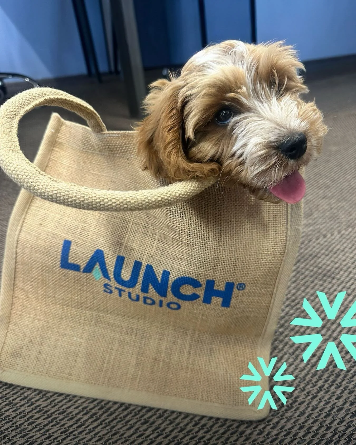 What better day than National Dog Day to introduce our new Chief Barketing Officer 🐶💙🐾

Meet Bella &ndash;&nbsp;she&rsquo;s great at sniffing out new trends and chasing big ideas. She loves treats, cuddles and has lots of pawsitive energy to bring