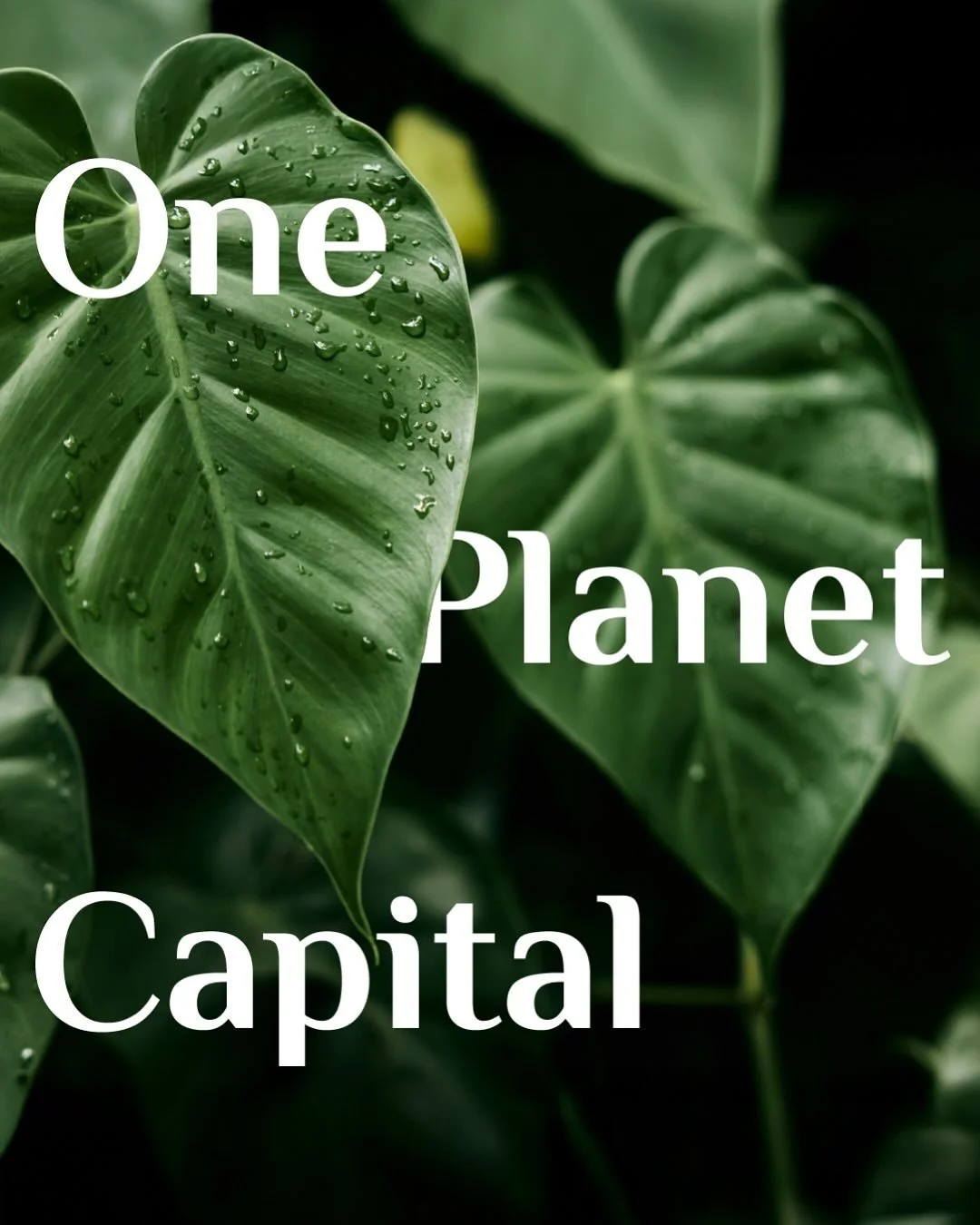 We recently evolved the OnePlanetCapital look and feel by&nbsp;expanding the suite of devices we use to create engaging visuals, ensuring we keep their brand feeling fresh, modern and full of life.  As an environmental-focused venture capitalist comp