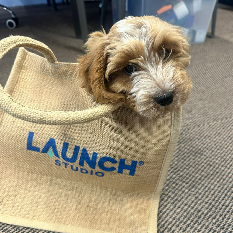 LaunchStudio-03.png