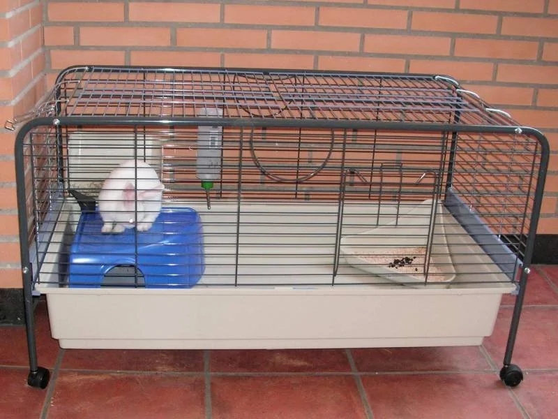 Malas prácticas con conejos