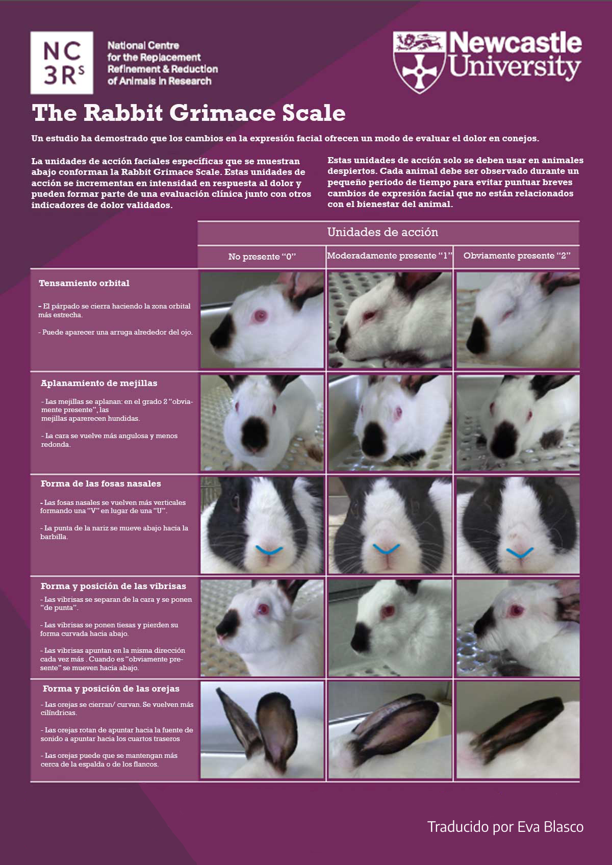 RbtGS conejos español