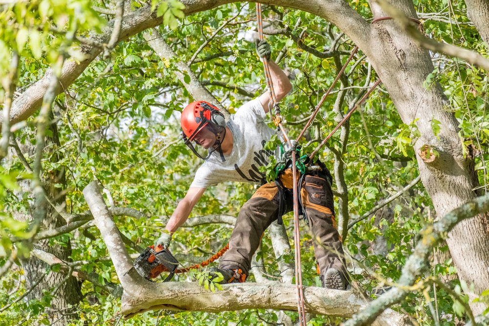 Tree Cutting Hertfordshire