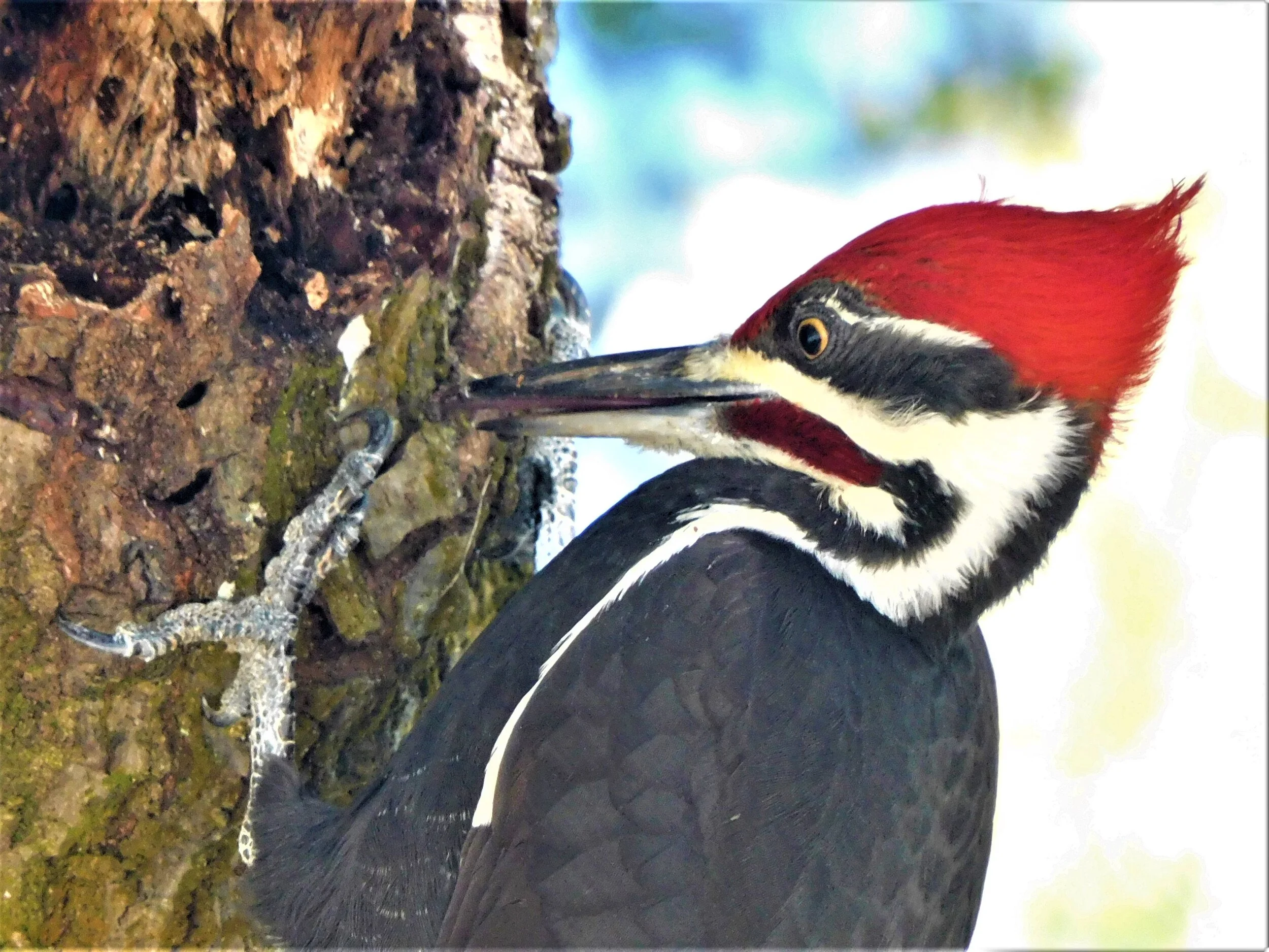 Pileated Woodpecker close up