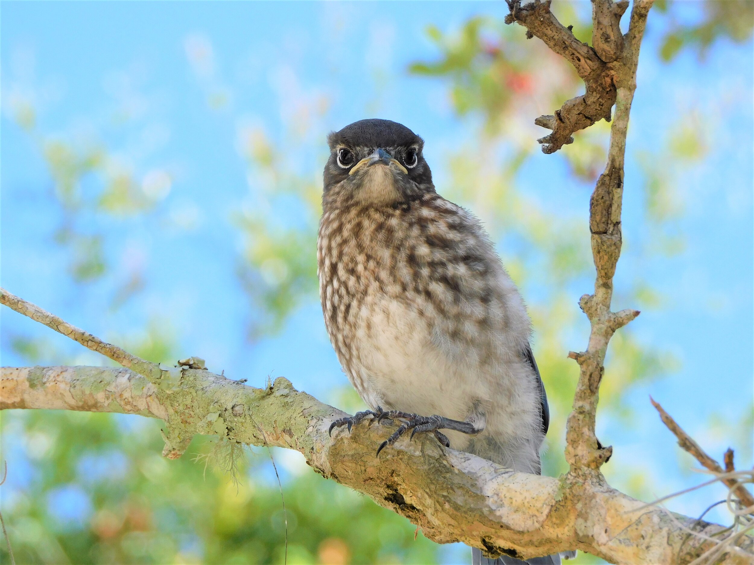 Zippitydoodah - Bluebirds — Eva's Birds I View